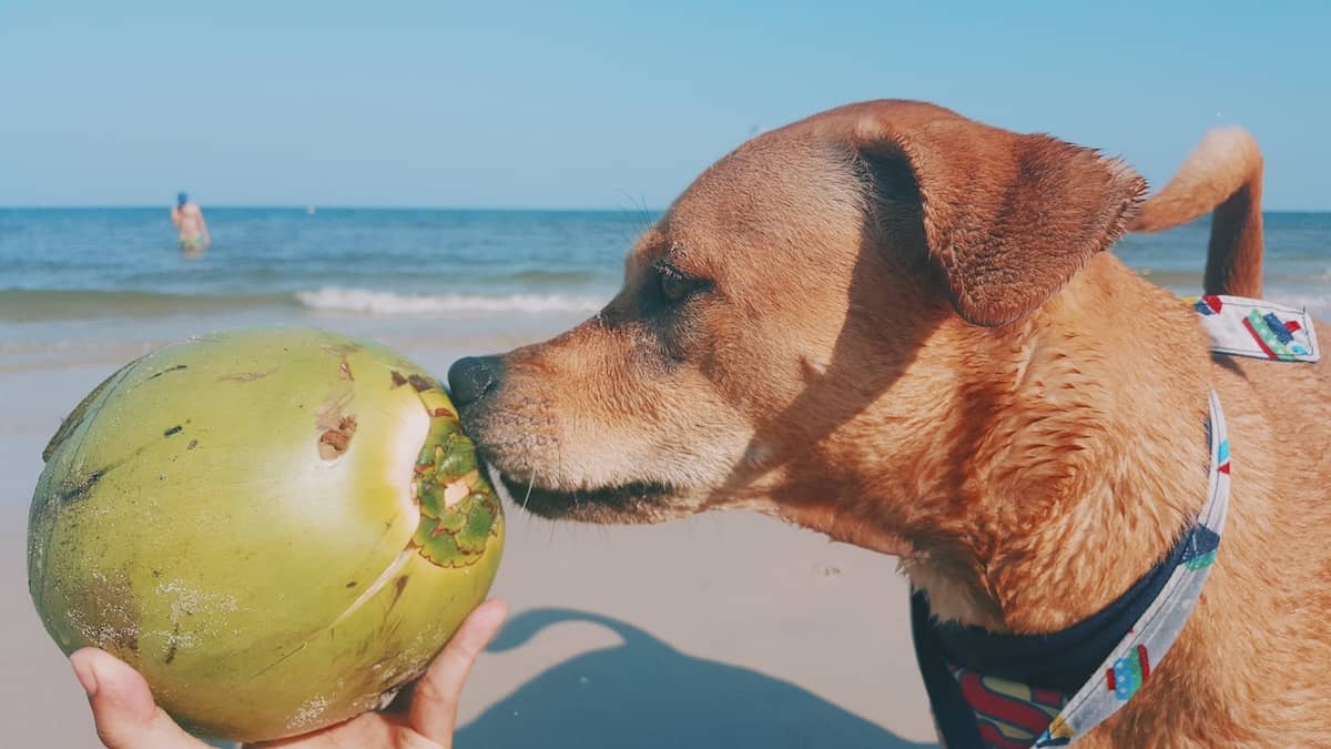 dog at beach being passed coconut