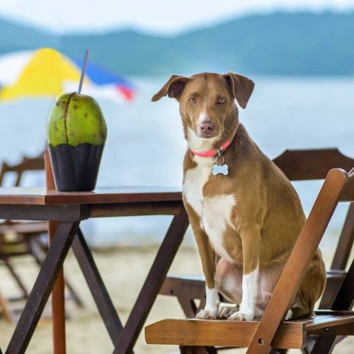 dog on chair at beach with coconut