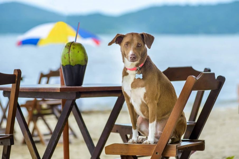 dog on chair at beach with coconut