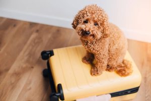 dog sitting on suitcase