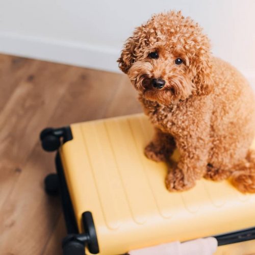 dog sitting on suitcase