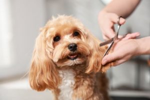 grooming