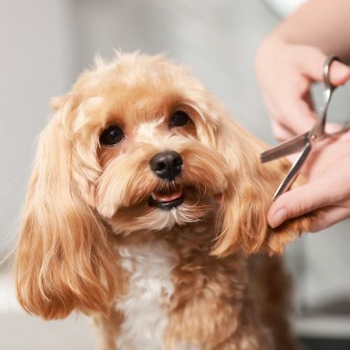 grooming
