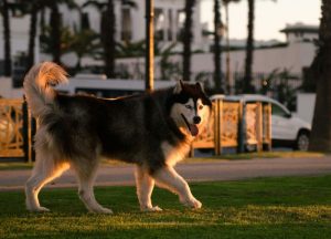 Ultrasonic Dog Repellent