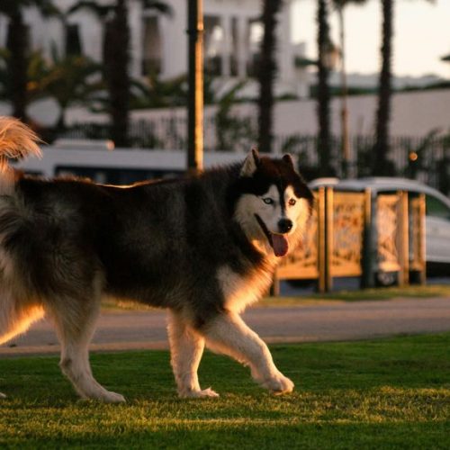 Ultrasonic Dog Repellent