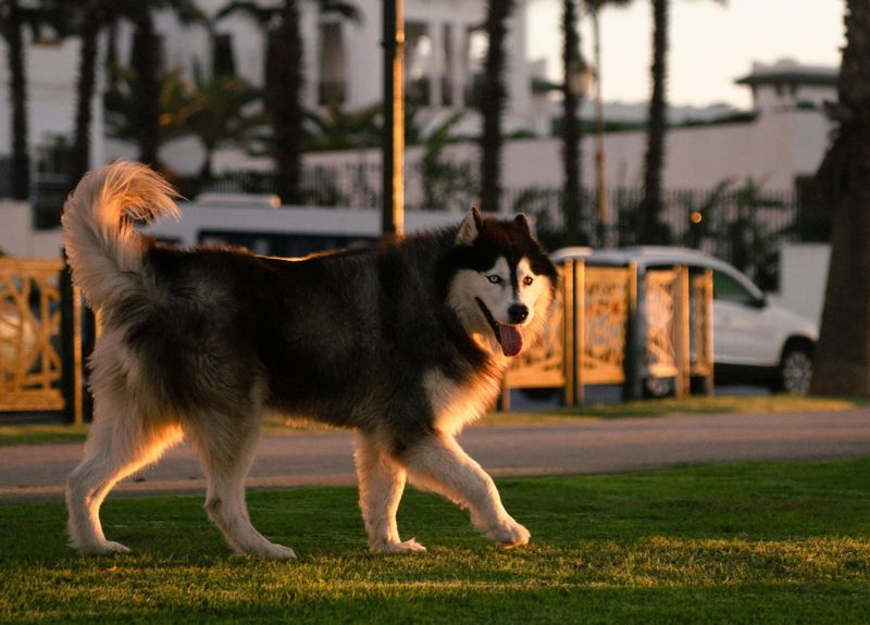 Ultrasonic Dog Repellent