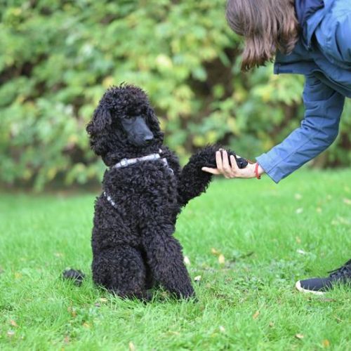 Salt Lake City Dog Board