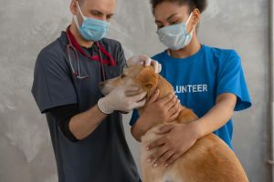 Veterinary Care
