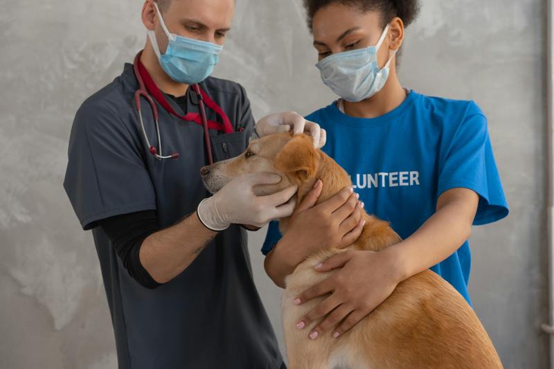 Veterinary Care