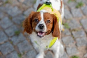 King Charles Spaniel