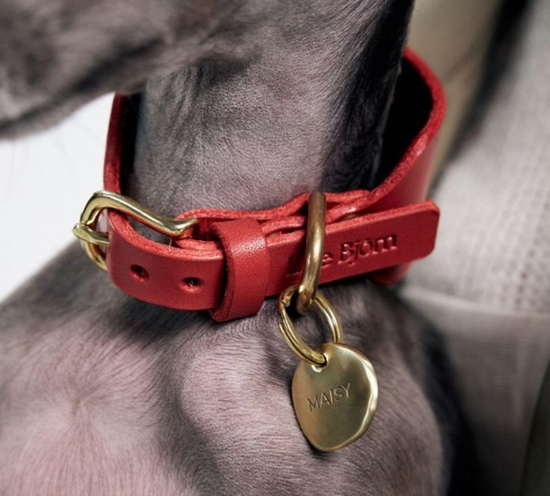 How to Choose the Best Dog Collar for Comfort, Safety, and Style