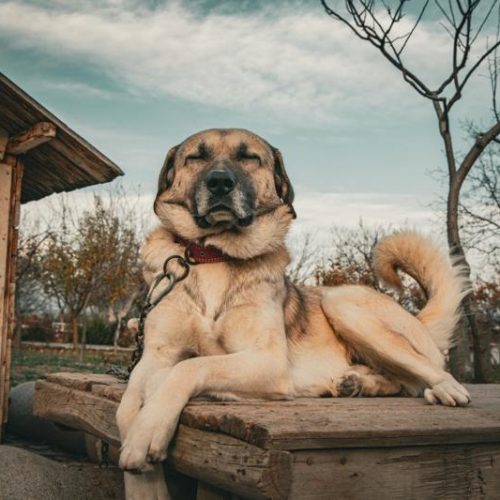 large breed