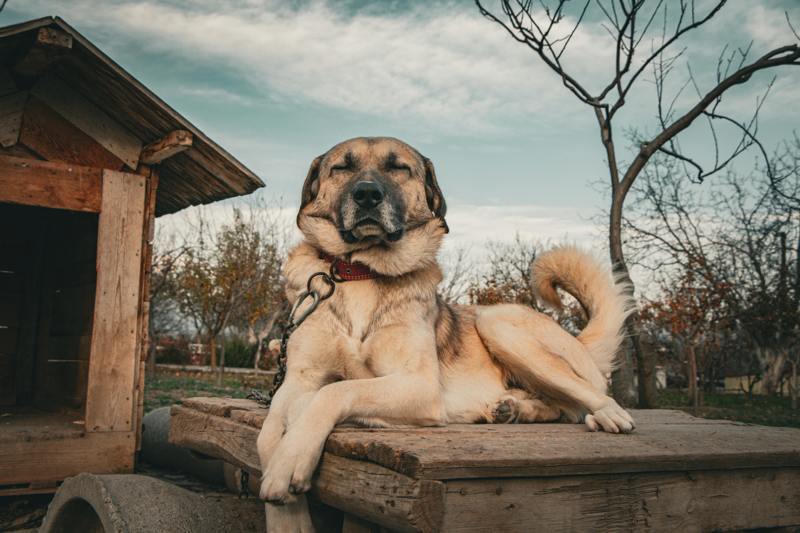 large breed