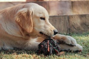 dog breed