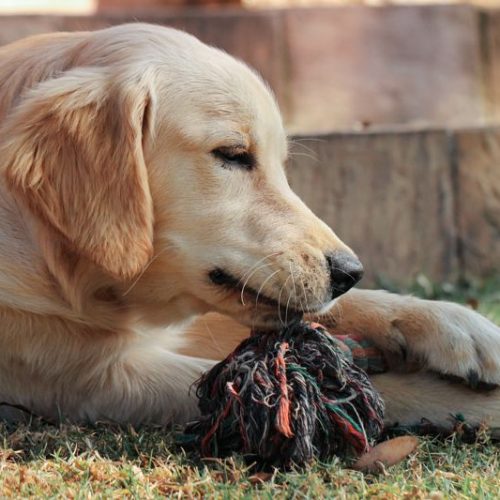 dog breed