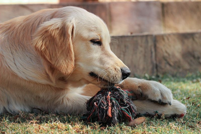 dog breed