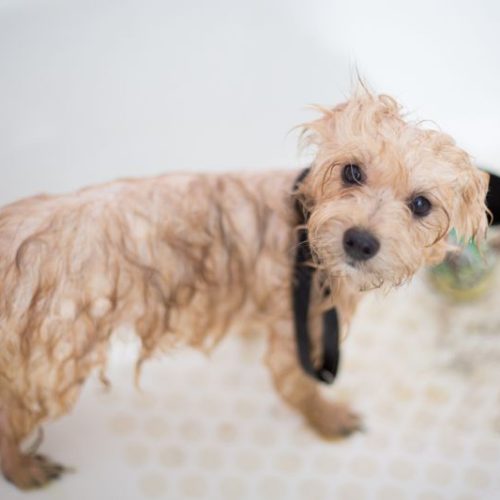 Dog Grooming